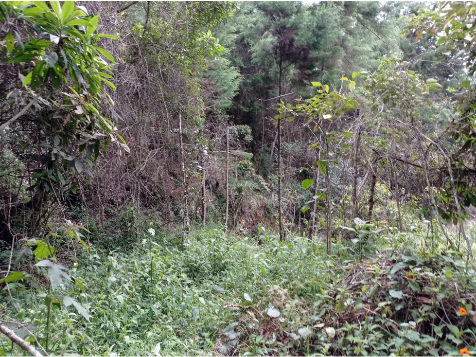 Lote en Venta Independiente en Guarne Vereda la Honda — foto 3