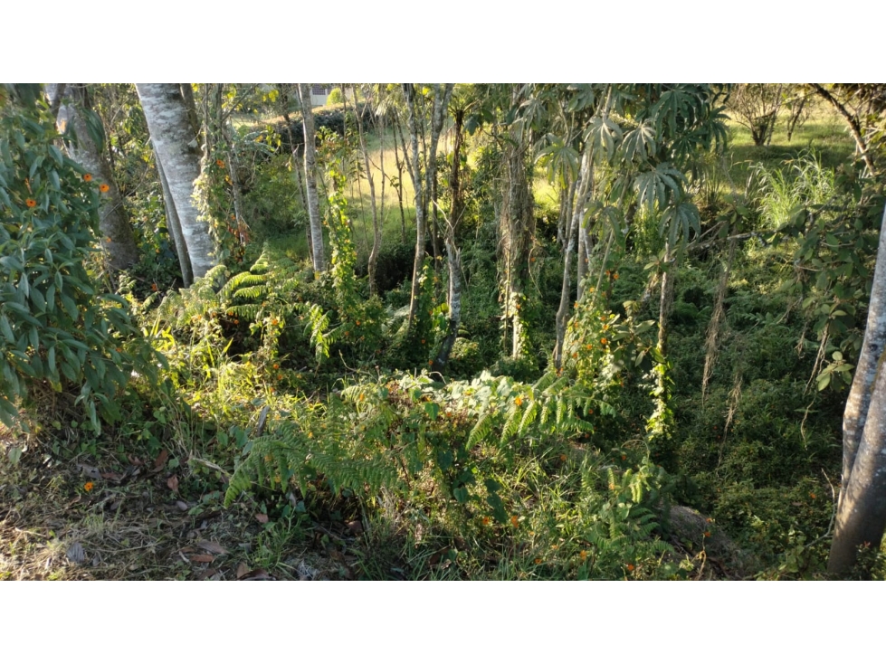 Lote con Topografía Plana Listo para Entrega en la Ceja — foto 3