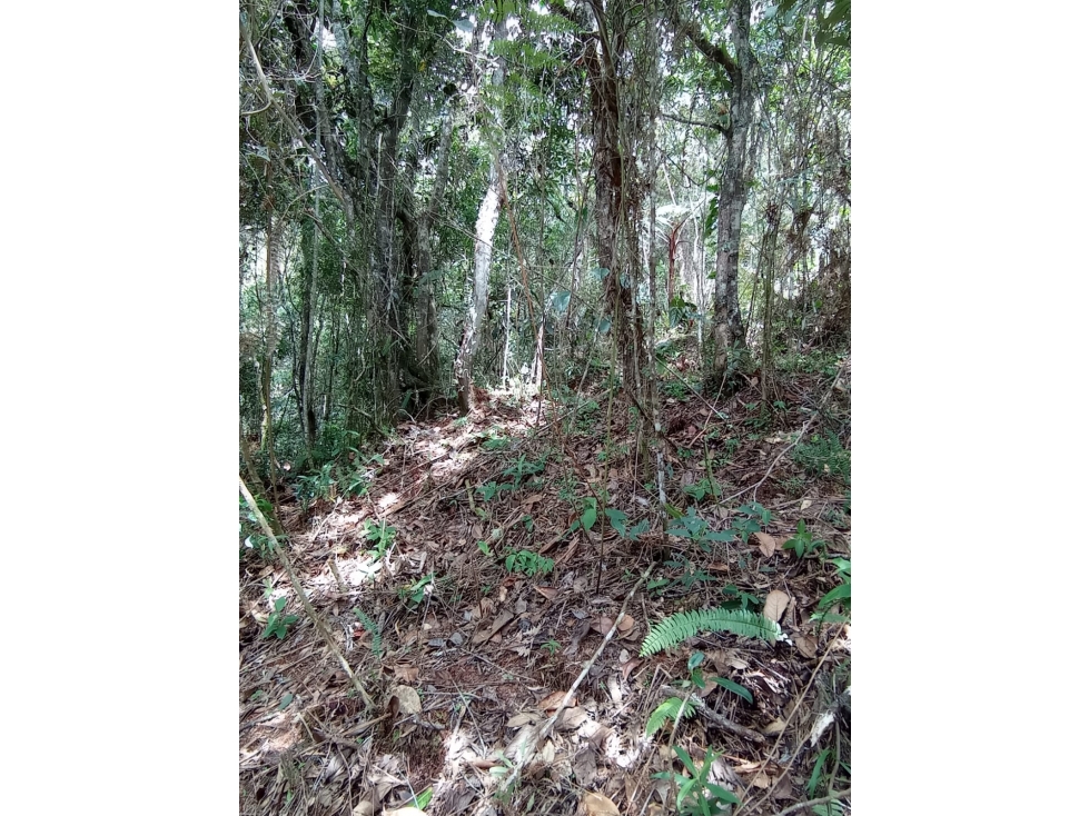 Lote en Venta Independiente en Guarne Vereda la Honda — foto 5