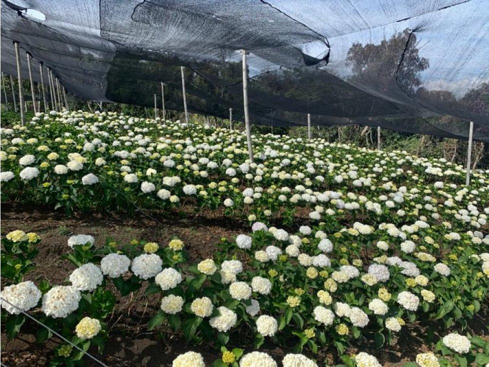 Finca Productiva en Venta en Vereda Barro Blanco Guarne