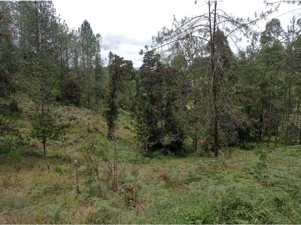 Lote en Hermosa Parcelación en el Retiro, Sector Pantanillo — foto 3