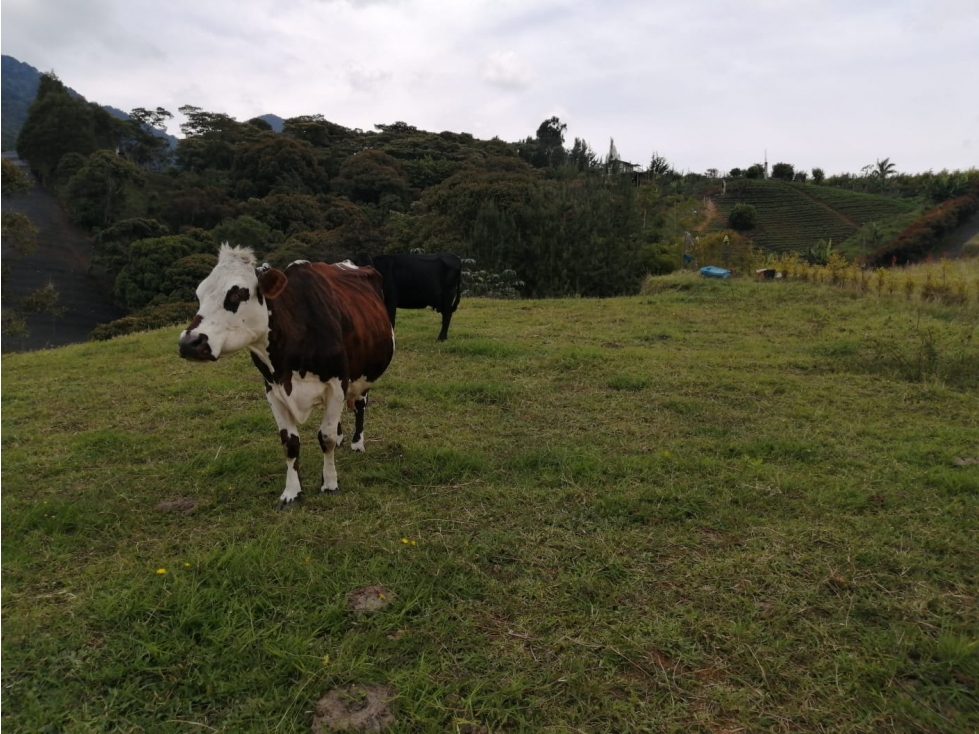 Lote en Venta Sector El Cerro, Carmen de Viboral — foto 2