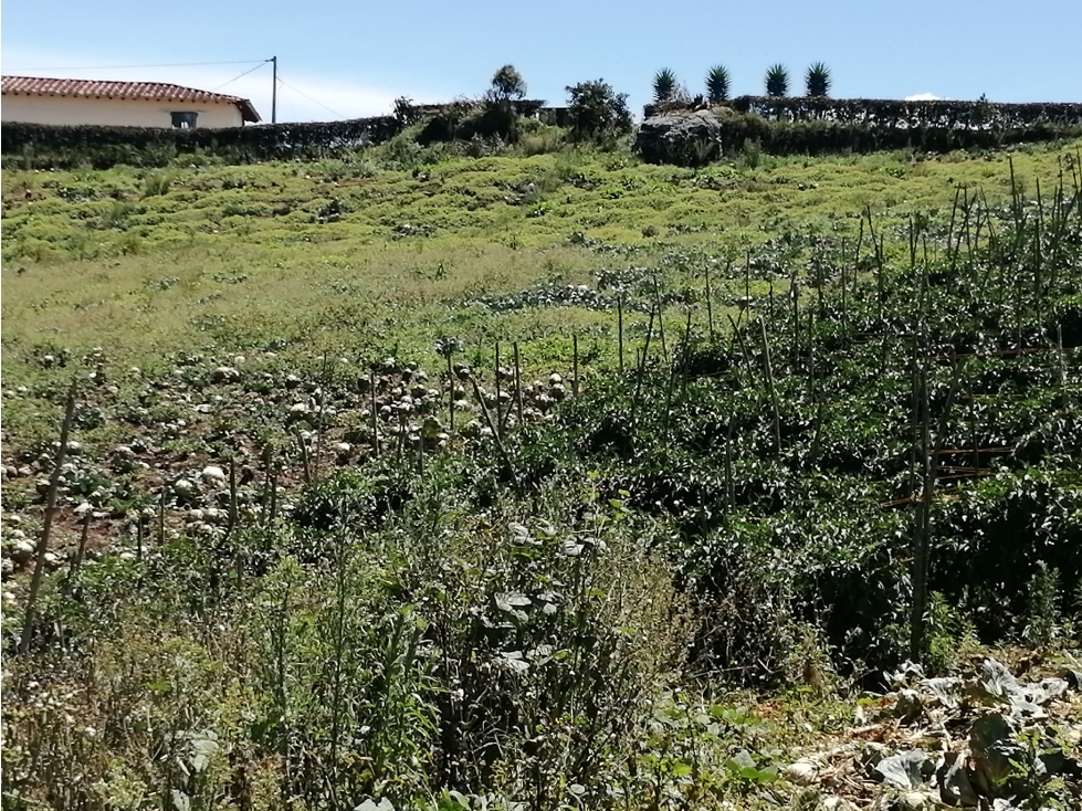 Lote con Casa Campesina en Venta Vereda Chocho Mayo, Marinilla — foto 2