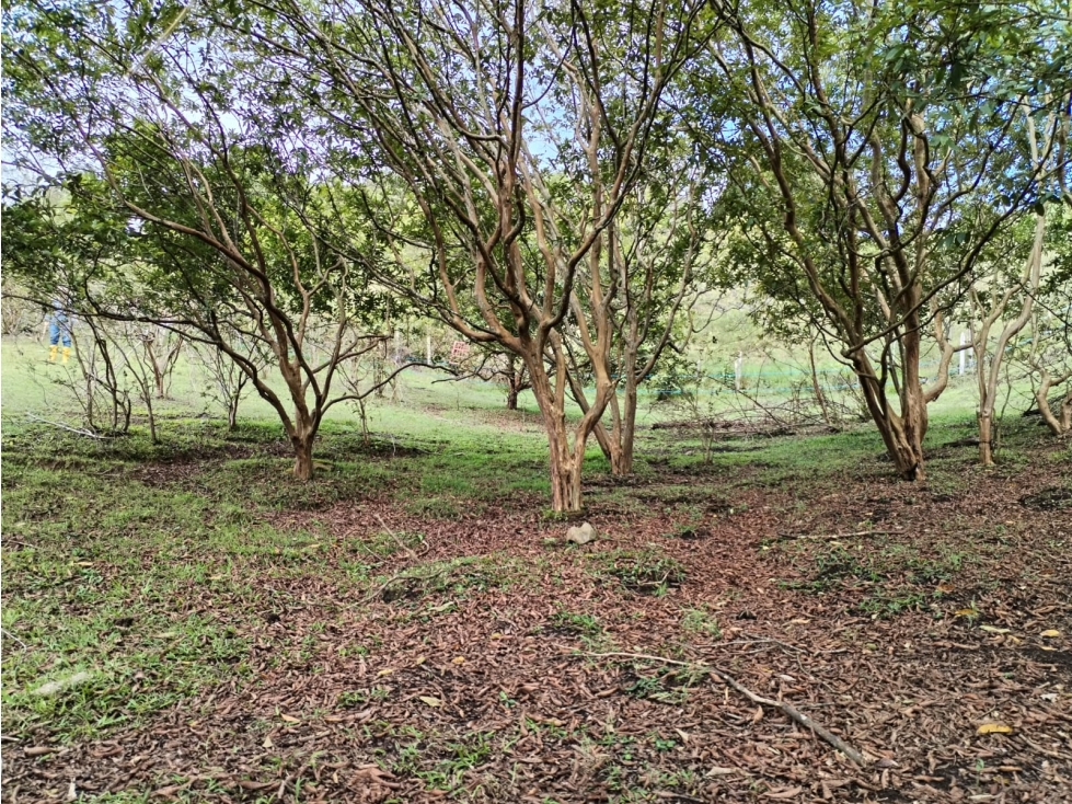 Lote Campestre en Venta, Sector Guamito, Guarne — foto 2