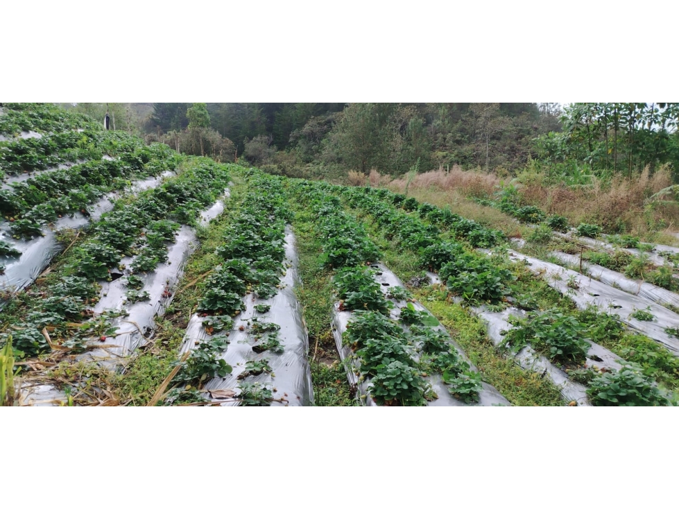Finca agrícola en venta, con alto potencial productivo en San Vicente — foto 2