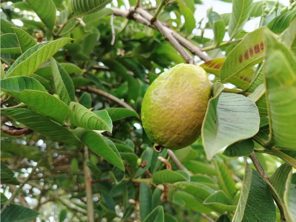 finca en venta sector el Porvenir, San Vicente — foto 2