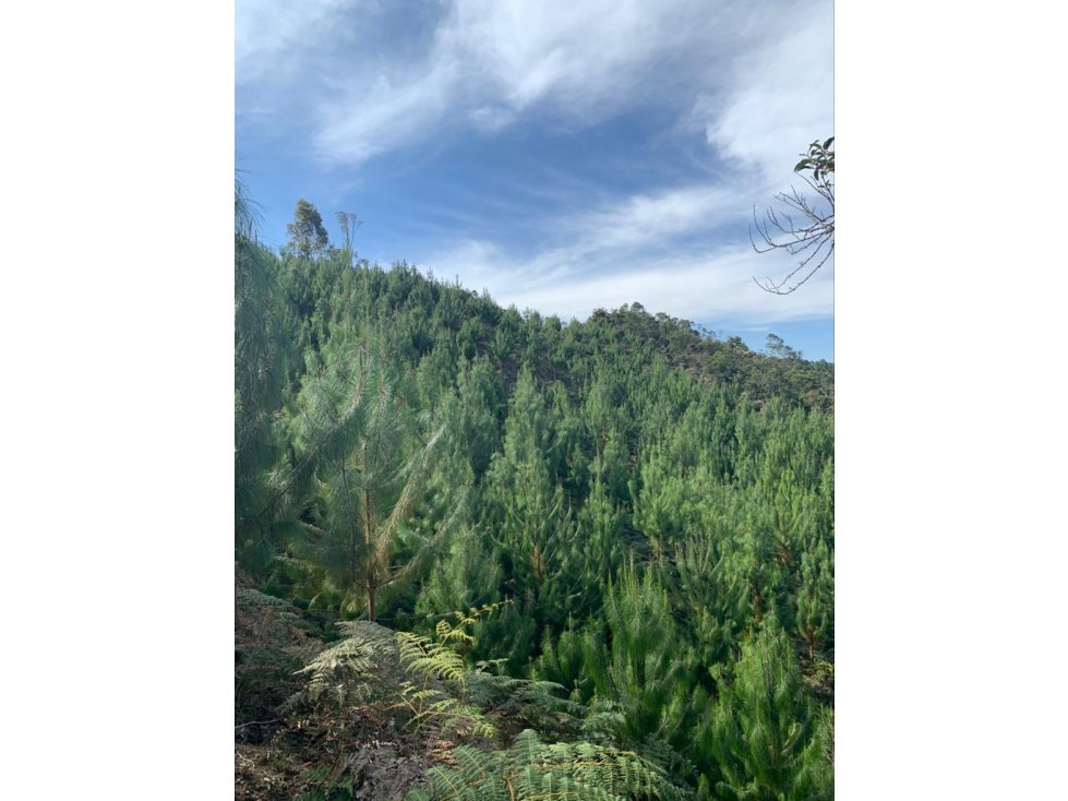 Finca Productiva en Venta en Vereda Barro Blanco Guarne - 2