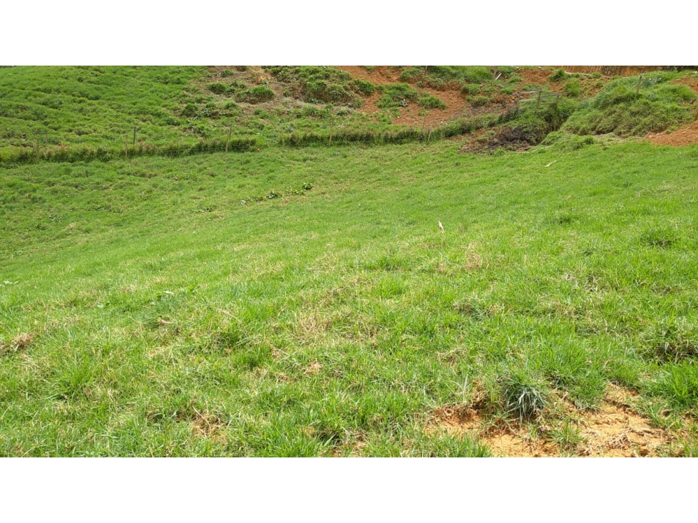 Lote en Venta en San Pedro de los Milagros Vereda La Pulgarina — foto 3