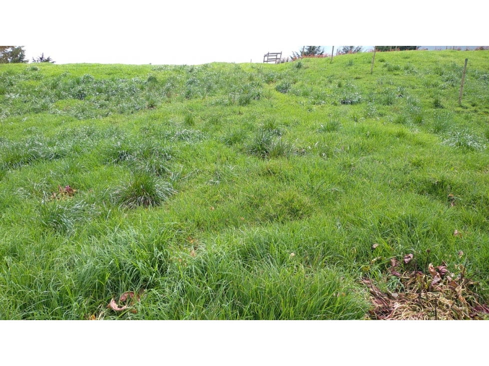 Lote en Venta Vereda La Pulgarina en San Pedro de los Milagros — foto 2