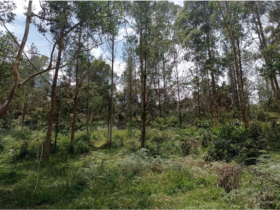 Lote en Hermosa Parcelación en el Retiro, Sector Pantanillo — foto 4