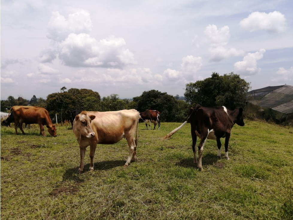 Lote en Venta Sector El Cerro, Carmen de Viboral — foto 3