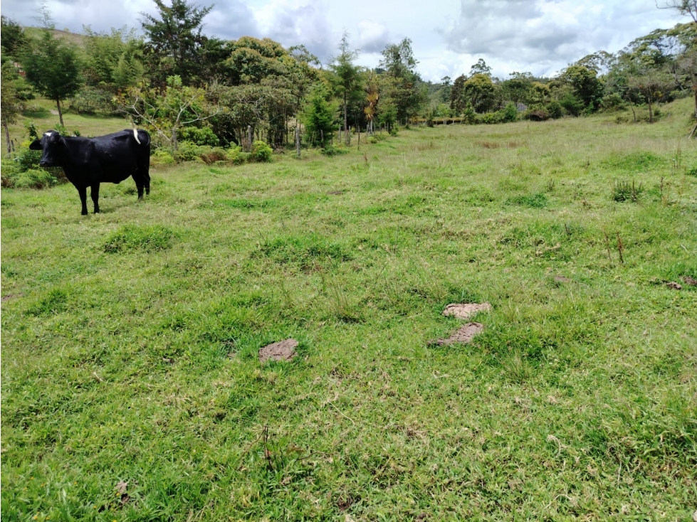 Lote en venta, sector La Magdalena, San Vicente — foto 3