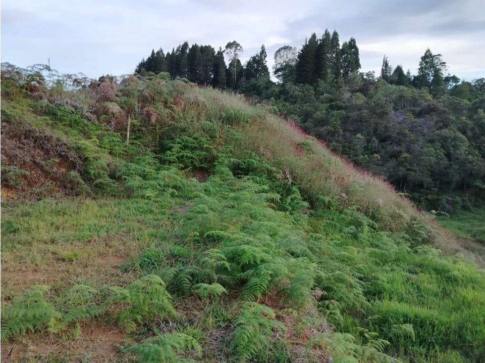 Lote en venta Sector El Rancherito, Guarne — foto 3