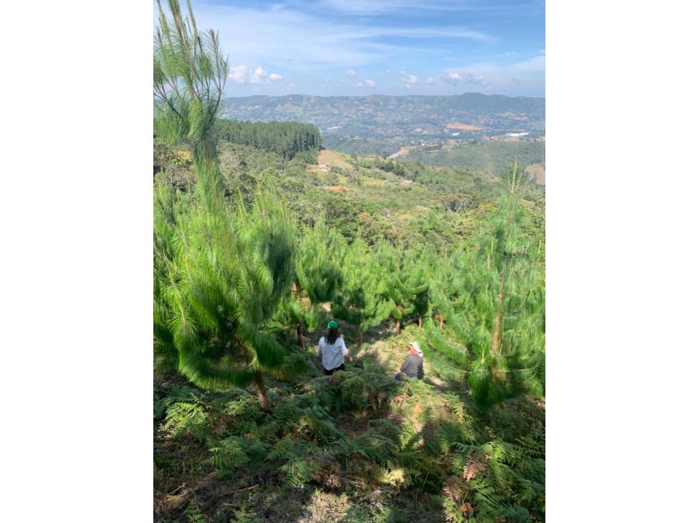 Finca Productiva en Venta en Vereda Barro Blanco Guarne - 6