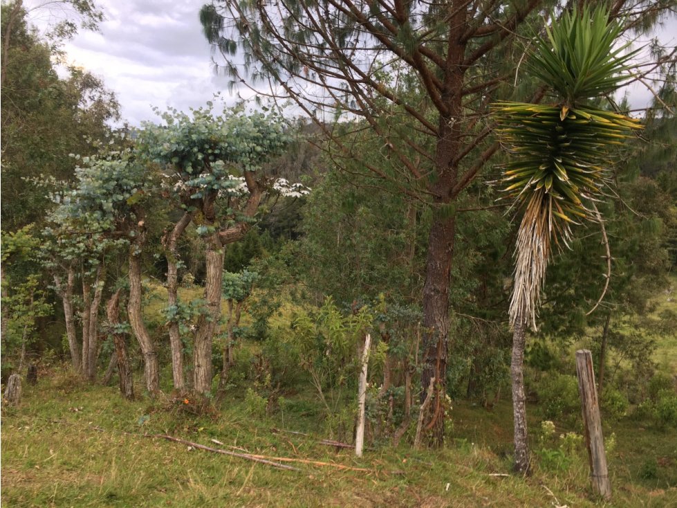 Finca en Venta sector Piedras Blancas en Santa Elena — foto 3