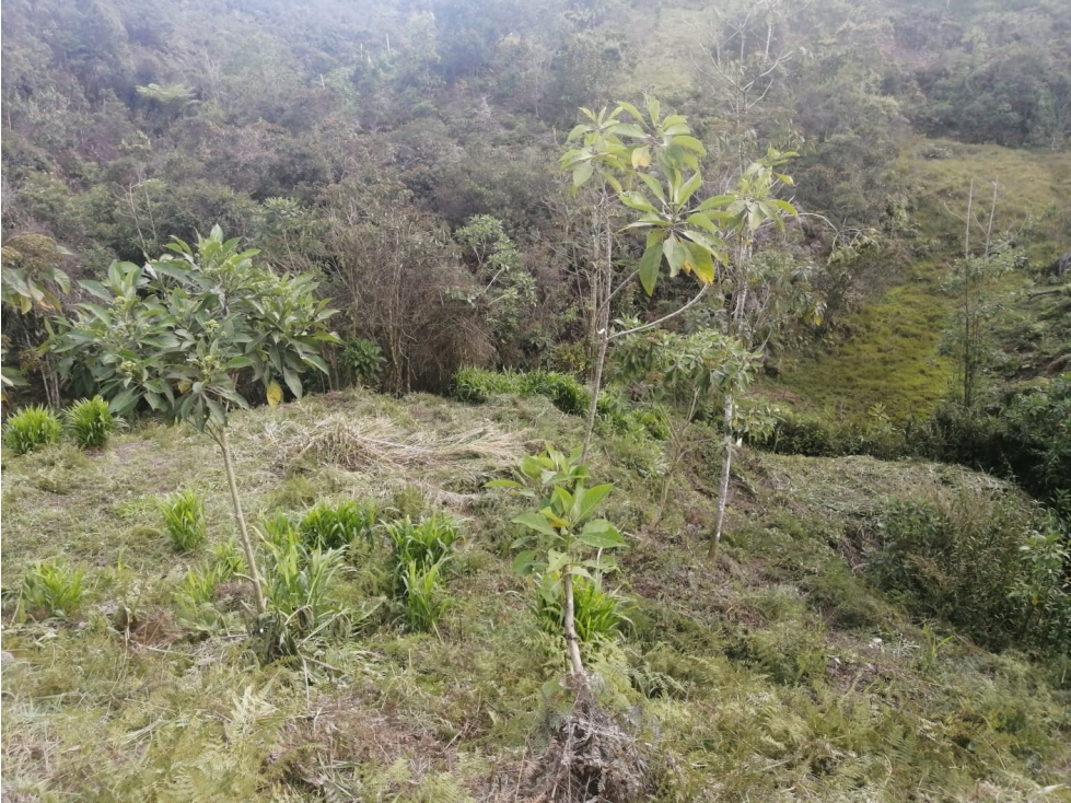 Lote en Venta en el Porvenir San Vicente — foto 6