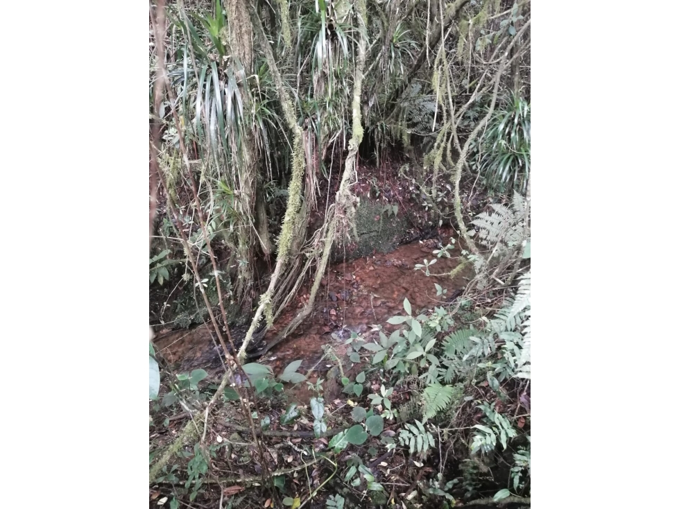 Lote en Venta de 20.000 m2 por $800.000.000 Sector Guapante en Guarne — foto 4