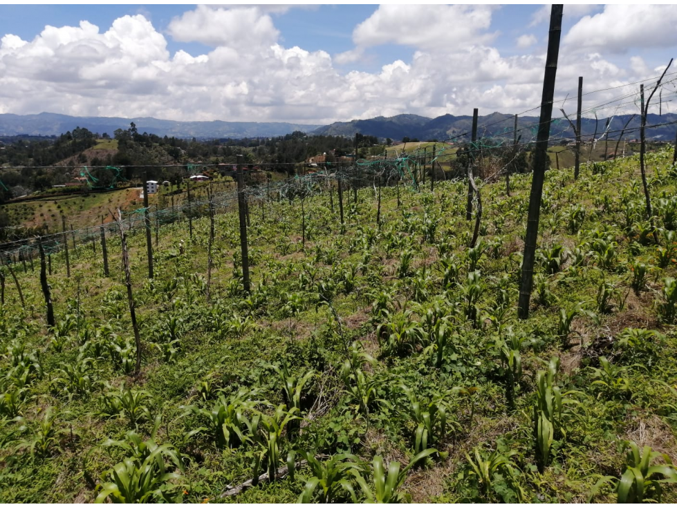 Venta de Lote en San Vicente Sector las Hojas