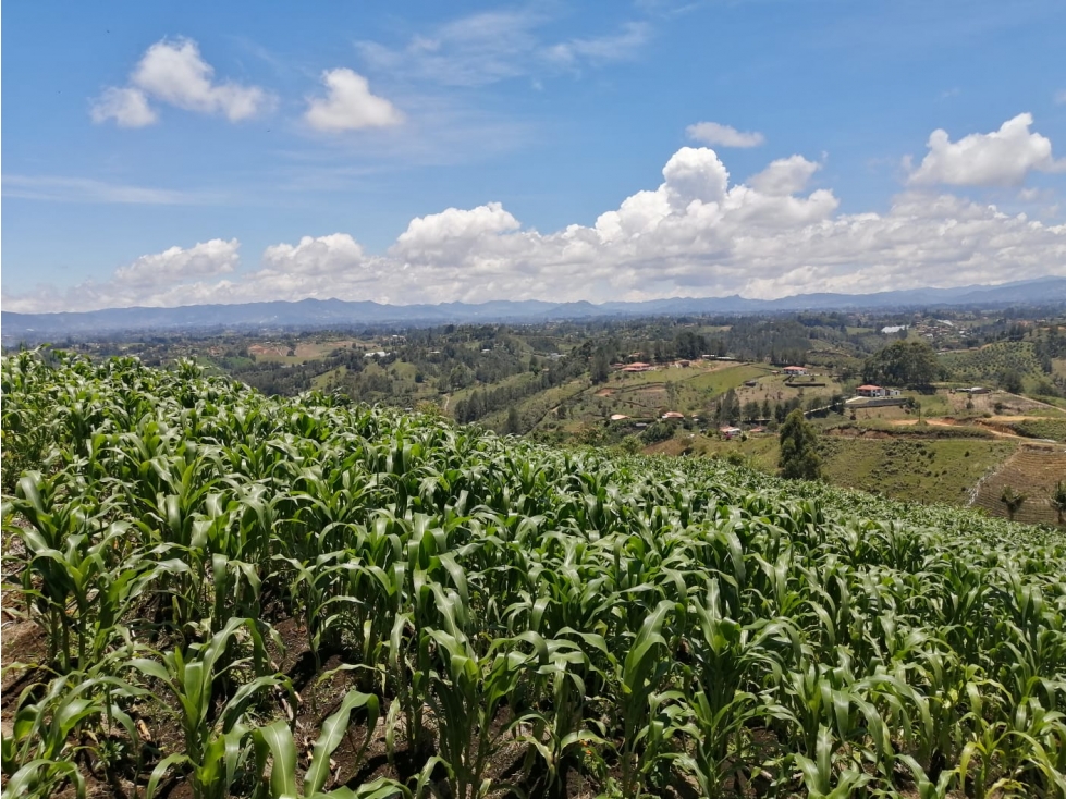Venta de Lote san Vicente - Sector las hojas — foto 2