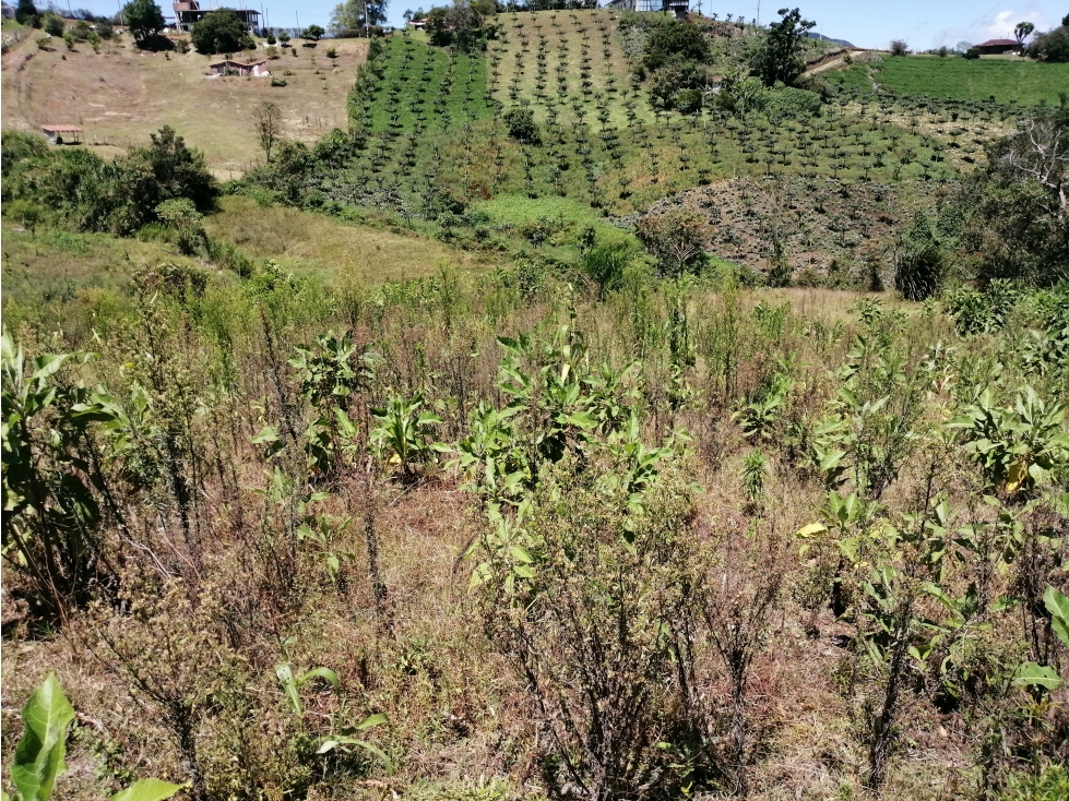 Lote en Venta Sector Chocho Mayo, en Marinilla Antioquia — foto 4