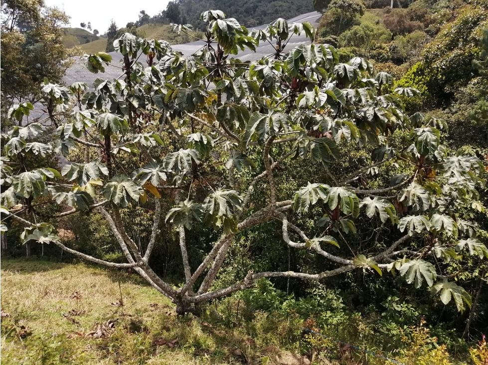 Lote en Venta Sector El Cerro, Carmen de Viboral — foto 5