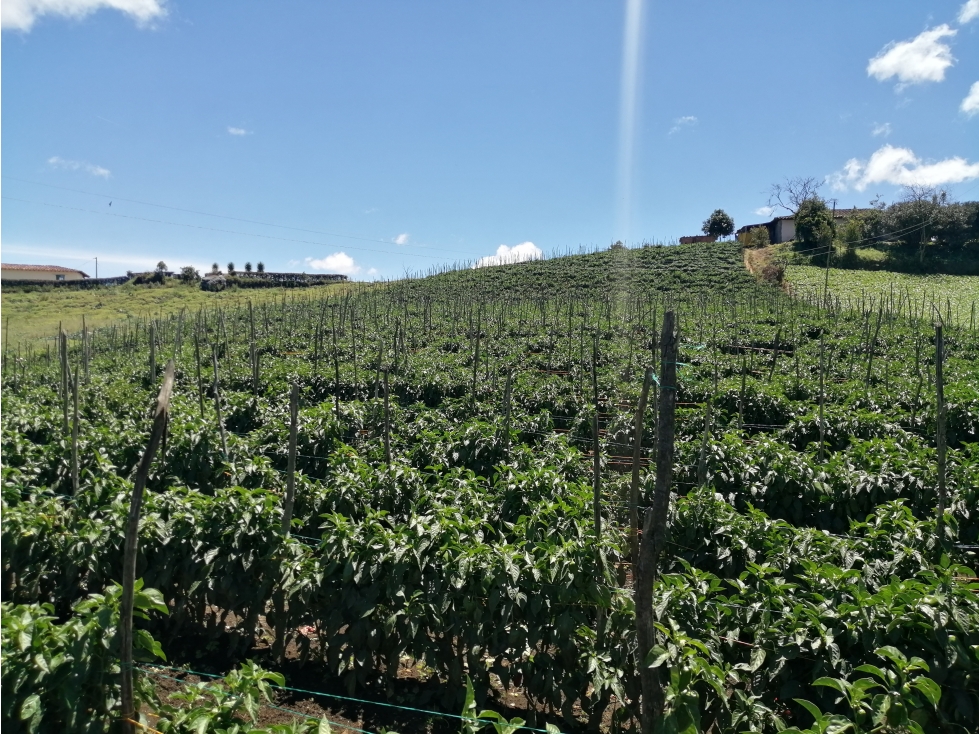 Lote Sector Alto del Chocho en Marinilla — foto 5