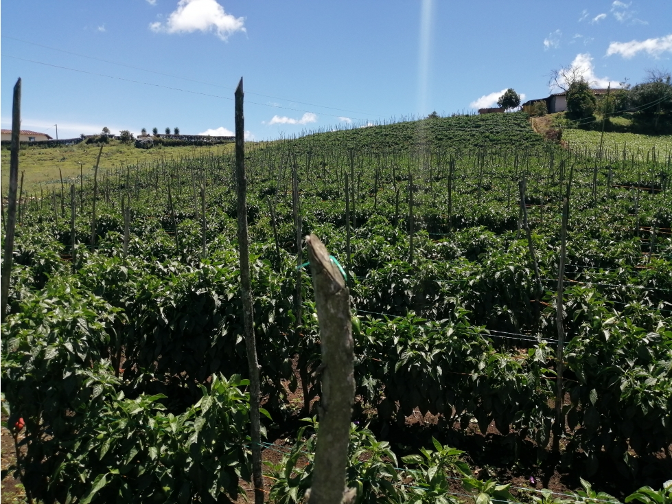 Lote con Casa Campesina en Venta Vereda Chocho Mayo, Marinilla — foto 5