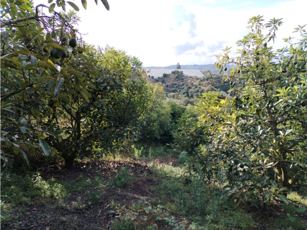Finca con Gran Potencial en Venta para Remodelar, en San Vicente — foto 5