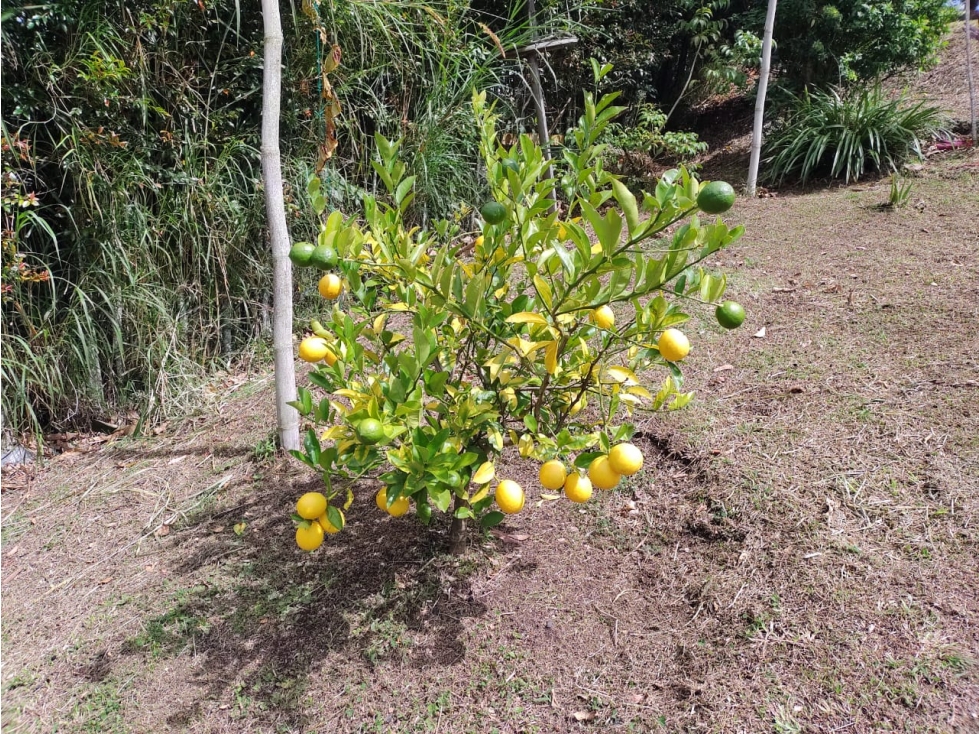 Casa Campestre en venta, sector Alto del Chocho, Marinilla — foto 4