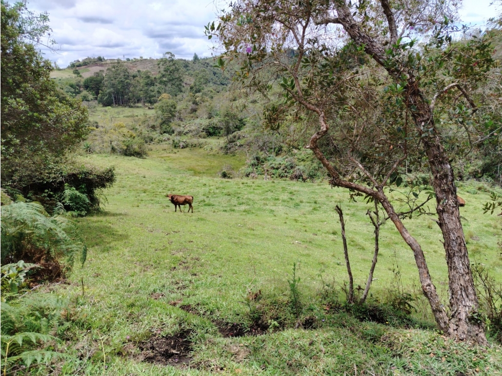 Casa lote en venta, sector La Magdalena, San Vicente — foto 5