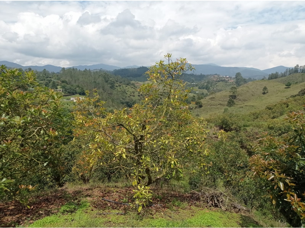 Lote en Venta Proyecto de Parcelación en El Retiro, Vía Pantanillo — foto 6