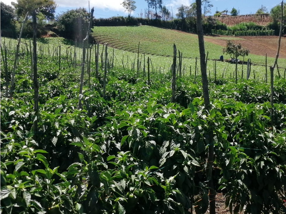 Lote Sector Alto del Chocho en Marinilla — foto 6