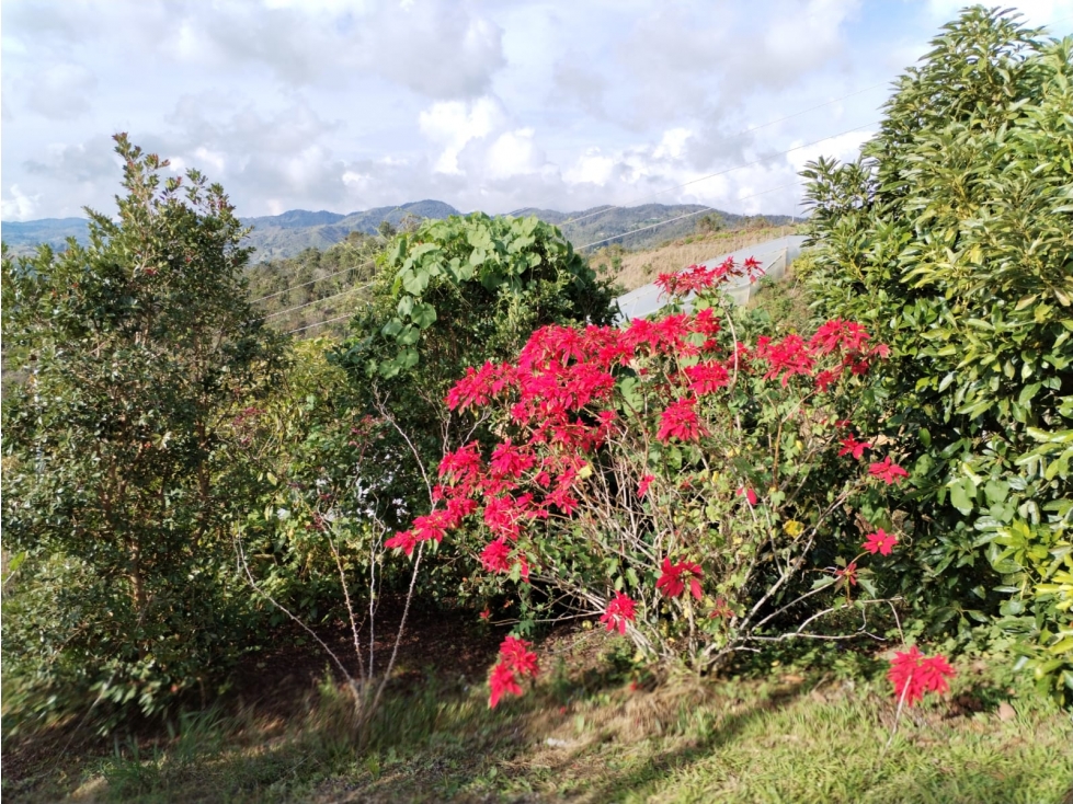Finca con Gran Potencial en Venta para Remodelar, en San Vicente — foto 6