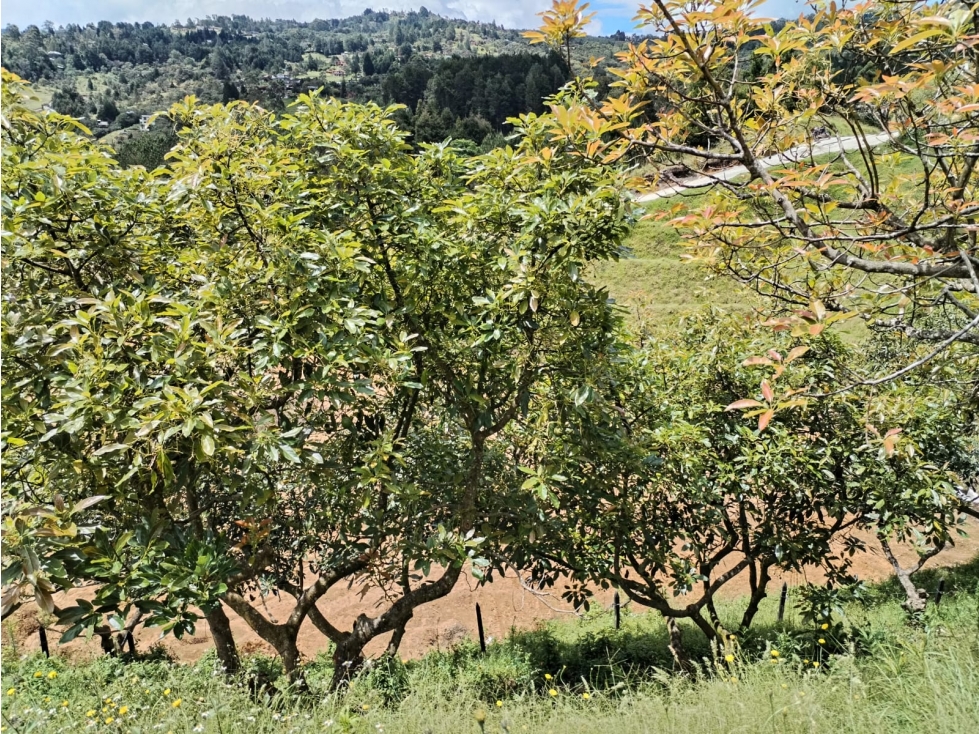 Lote campestre con vista única y fácil acceso vial, Guarne - La Mejía — foto 6
