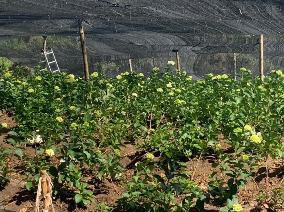 Finca Productiva en Venta en Vereda Barro Blanco Guarne - 4