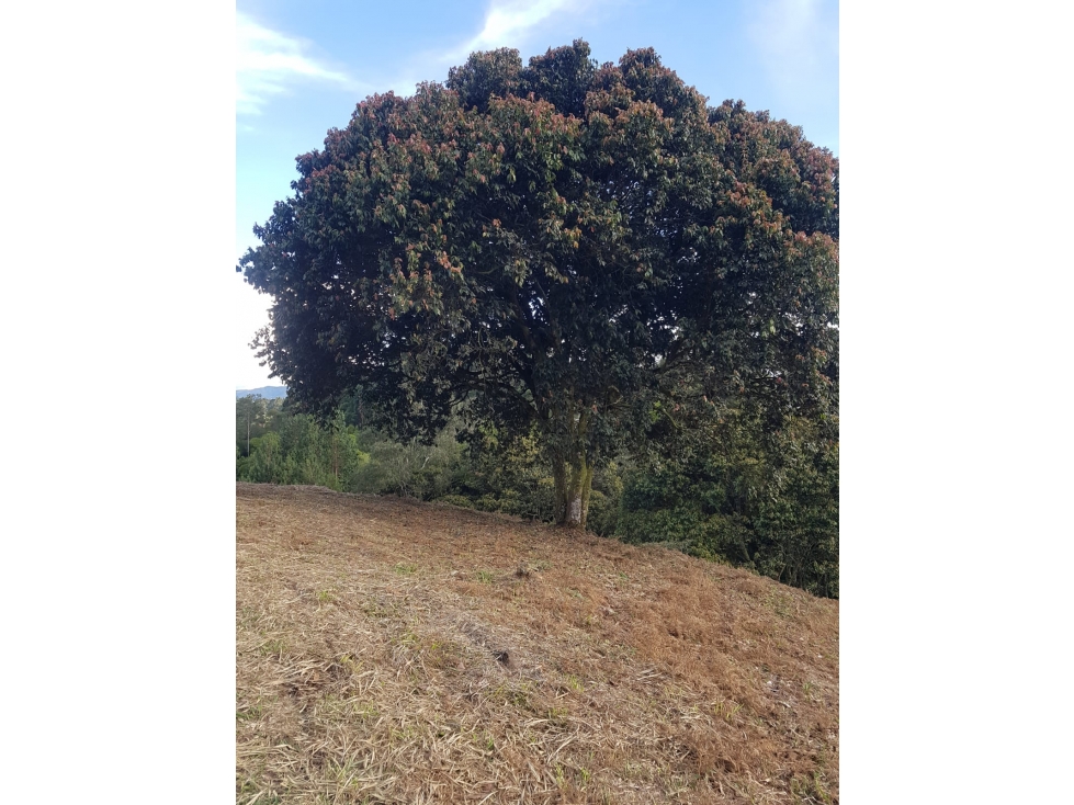 Lote en Venta Cascajo Abajo - Marinilla — foto 6