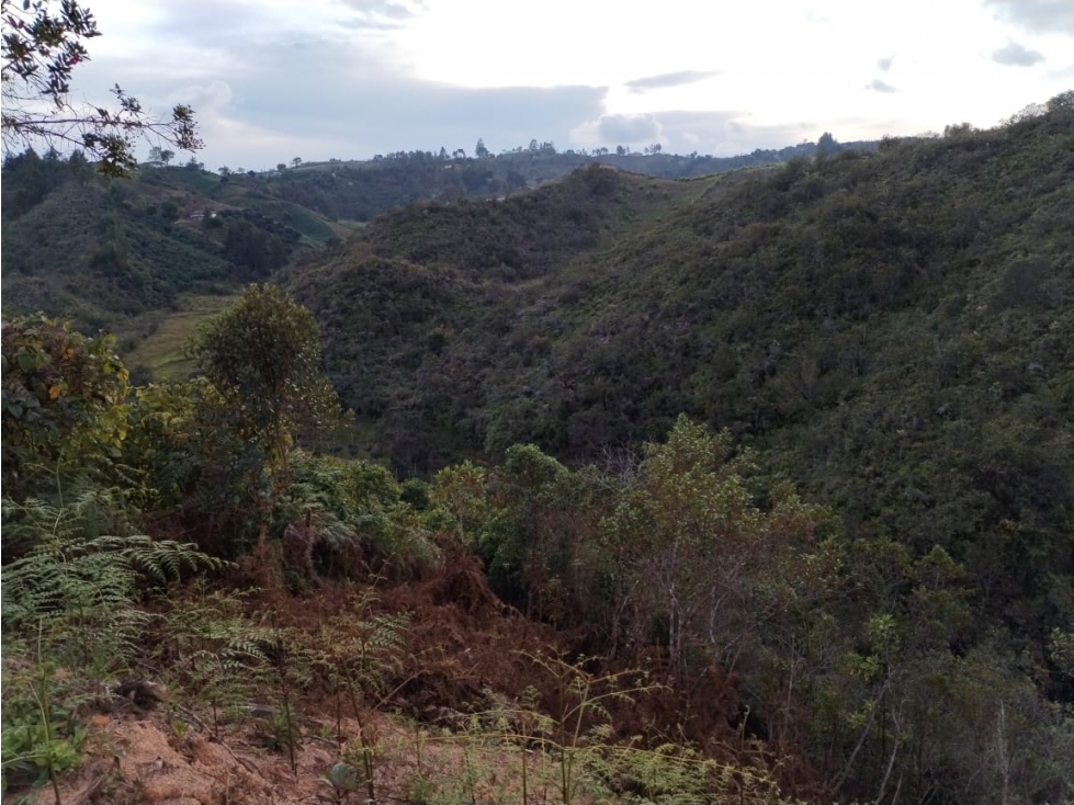 Lote en Venta con Bosque Nativo en el Porvenir San Vicente — foto 3