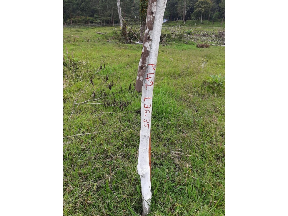Venta de cesión de derechos lote en parecelación en La Ceja — foto 5