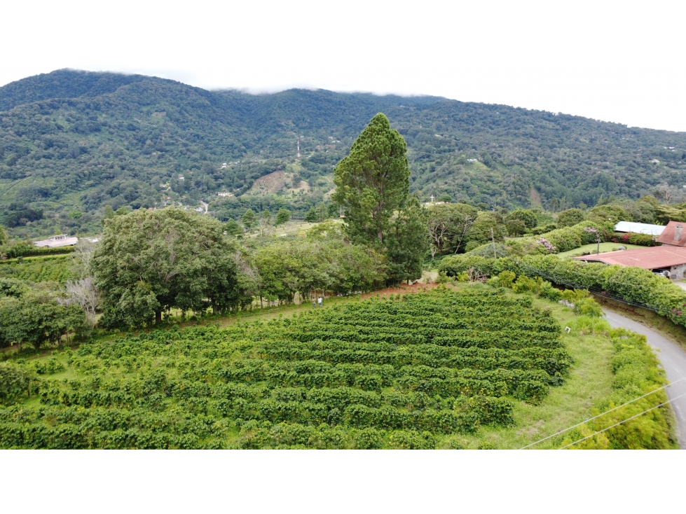 Terrenos en Venta con Vistas Panorámicas y café en El Salto, Boquete
