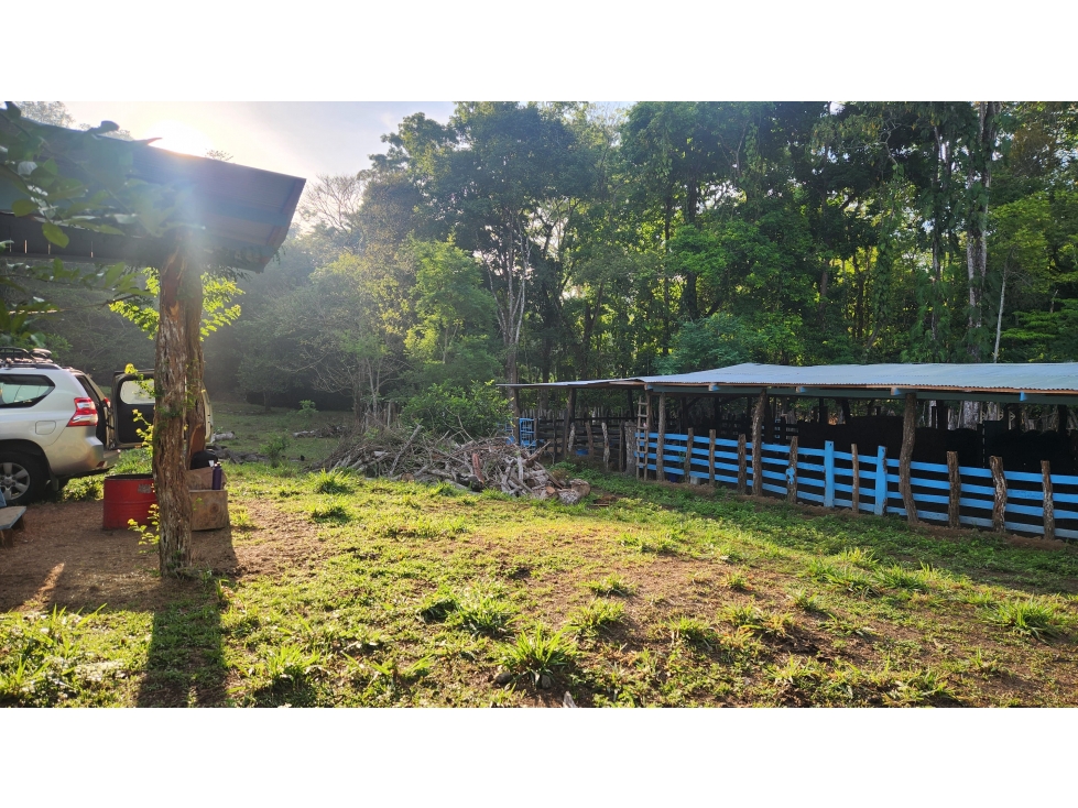 Finca Ganadera y Forestal en Puerto Armuelles - 2