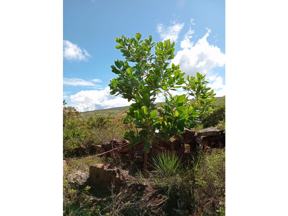 SE VENDE LOTE UBICADO MESA DE LOS SANTOS - 3
