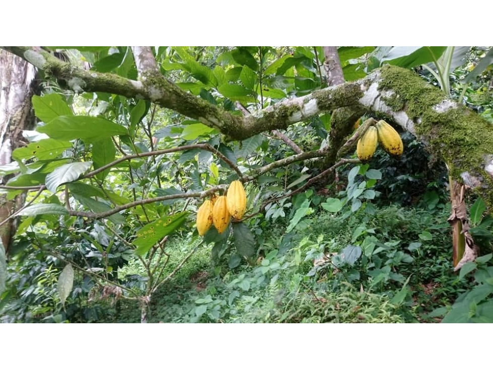 HERMOSA FINCA EN VENTA EN VELEZ LANZADURI - 6