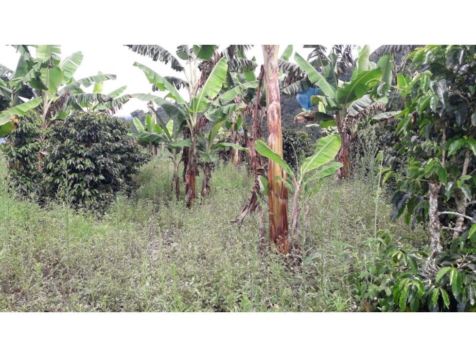 Se vende finca en Anserma Nuevo Vereda el Castillo - 1