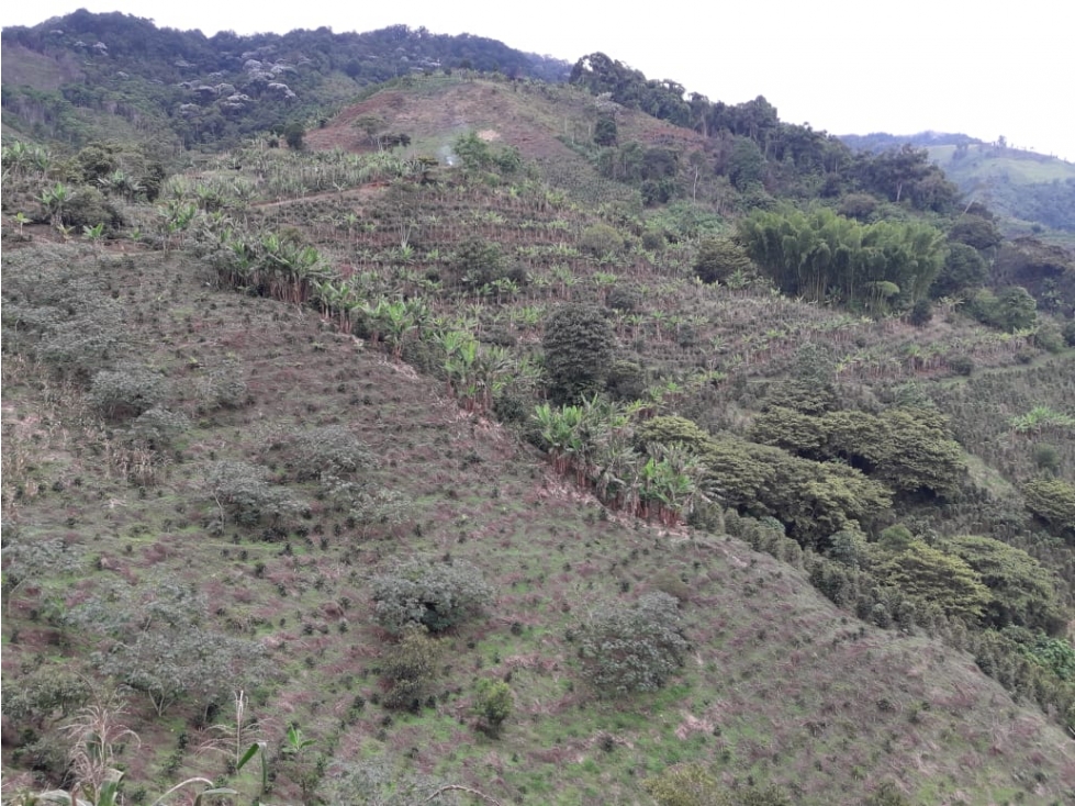 Se vende finca en Anserma Nuevo Vereda el Castillo - 2