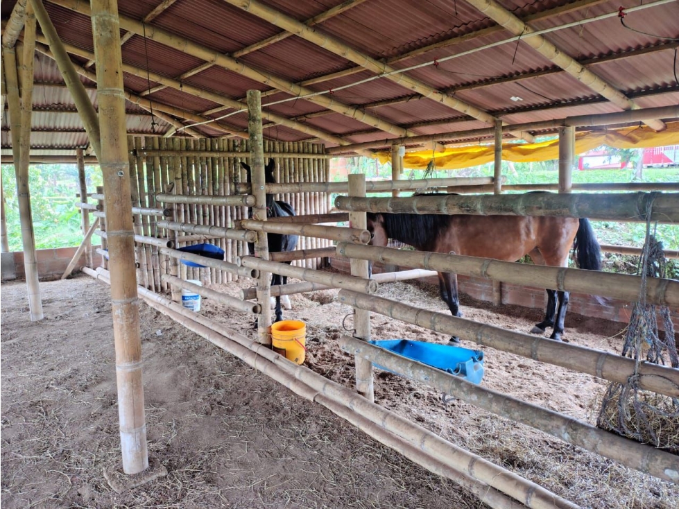 Se Renta finca productiva. Vereda Betulia, Pereira área de 15.000 m² - 2