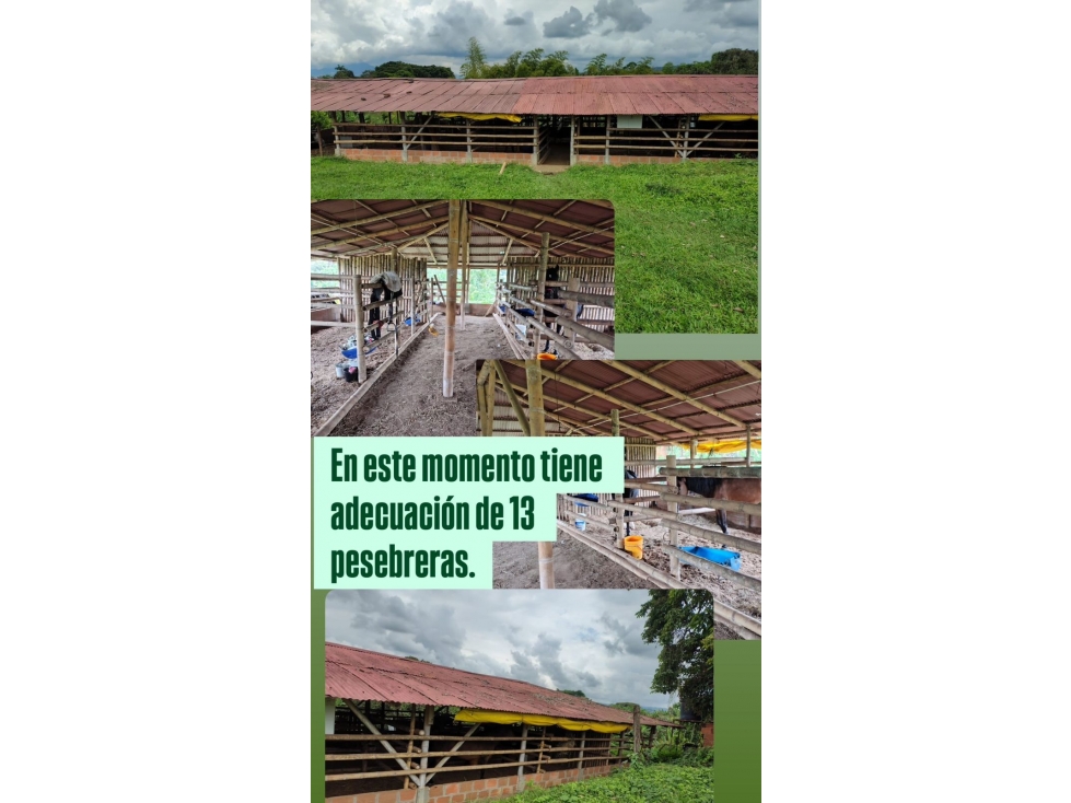 Se Renta finca productiva. Vereda Betulia, Pereira área de 15.000 m² - 3