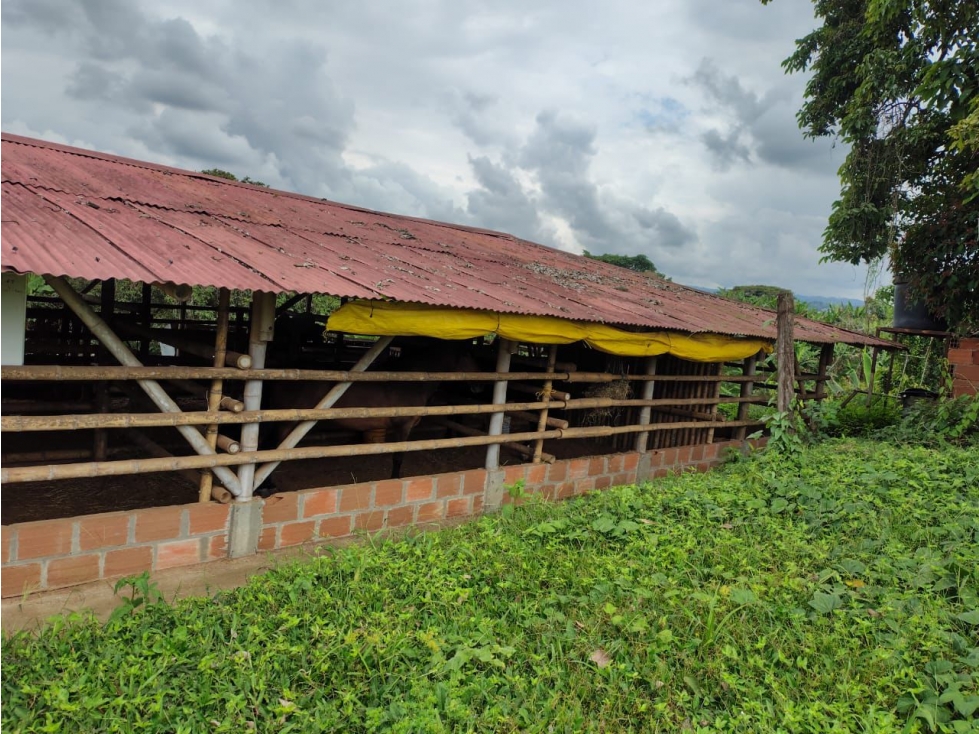 Se Renta finca productiva. Vereda Betulia, Pereira área de 15.000 m² - 5