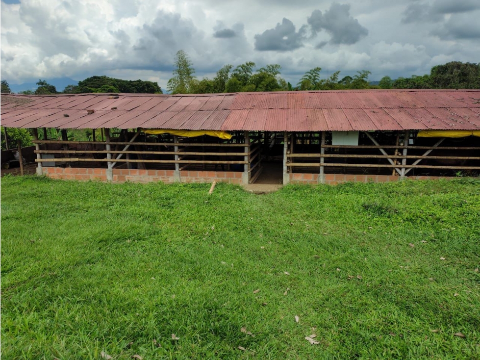 Se Renta finca productiva. Vereda Betulia, Pereira área de 15.000 m² - 1