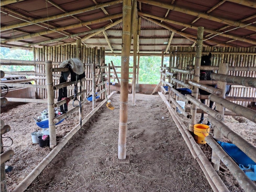 Se Renta finca productiva. Vereda Betulia, Pereira área de 15.000 m² - 4