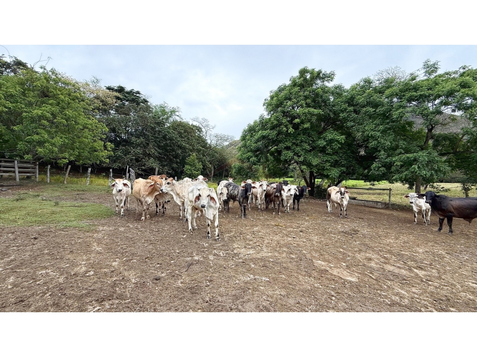 Venta de Finca de 25 Hectáreas en Gualanday, Coello Ibagué